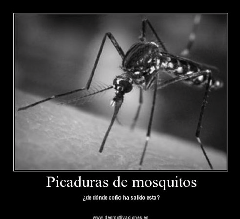 [:es]Ruta Jacobea. Otro mosquito…[:it]Zanzare[:]